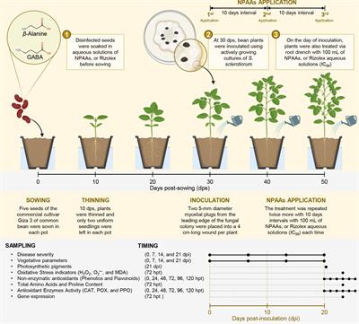Non-proteinogenic amino acids mitigate oxidative stress and enhance the resistance of common bean plants against Sclerotinia sclerotiorum